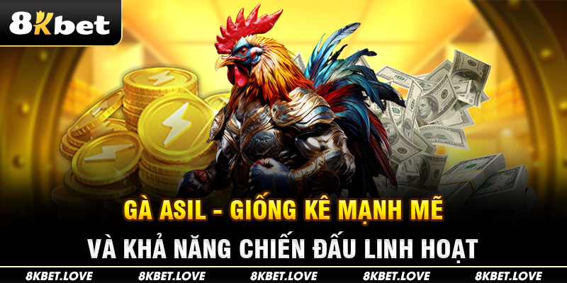 Gà Asil - Giống Kê Mạnh Mẽ Và Khả Năng Chiến Đấu Linh Hoạt